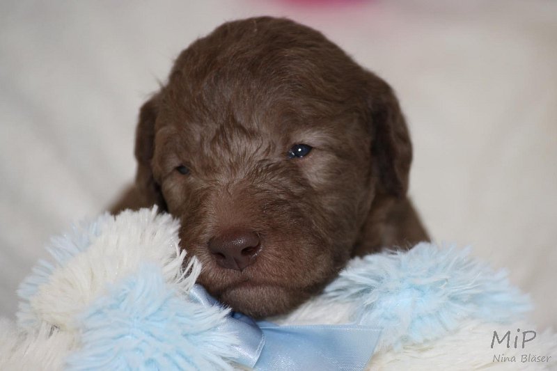 2011-05-15 Puppies Candy & Svet (29).jpg